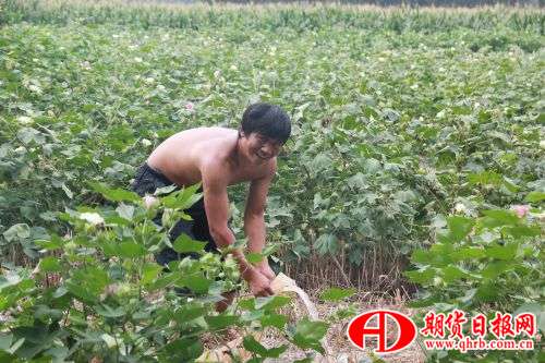 正在田间管理的河南农民