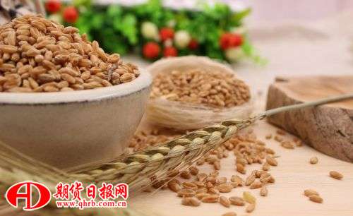 小麦2.jpg