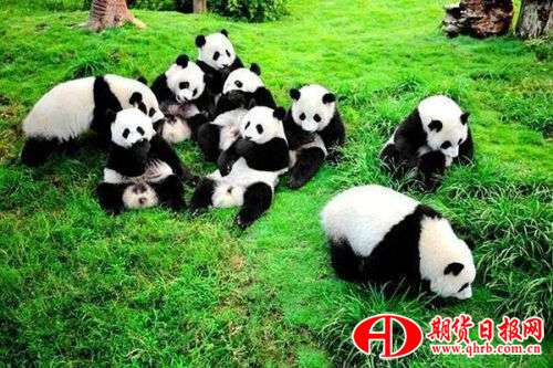 动物派